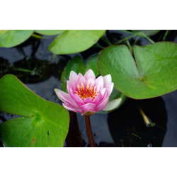 Nymphaea Nobilissima, nénuphar rustique couleur rose