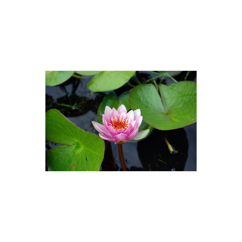 Nymphaea Nobilissima, nénuphar rustique couleur rose