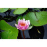 Nymphaea Nobilissima, nénuphar rustique couleur rose