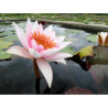 Nymphaea 'Guy Maurel', nénuphar rustique couleur rose