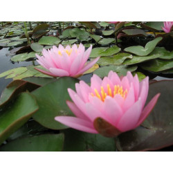 Nymphaea 'Rosanna Supreme', nénuphar rustique couleur rose