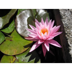 Nymphaea 'American Star', nénuphar rustique couleur rose