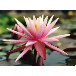 Nymphaea 'American Star', nénuphar rustique couleur rose