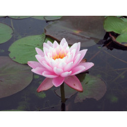 Nymphaea 'Peter Slocum', nénuphar rustique couleur rose