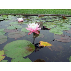 Nymphaea 'Peter Slocum', nénuphar rustique couleur rose