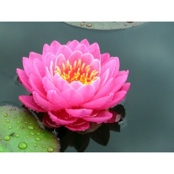 Nymphaea 'Perry's Fire Opal', nénuphar rustique couleur rose