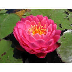 Nymphaea 'Perry's Fire Opal', nénuphar rustique couleur rose