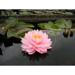 Nymphaea 'Lily Pons', nénuphar rustique couleur rose