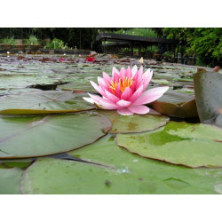 Nymphaea 'Perry's Pink Bicolor', nénuphar rustique couleur rose