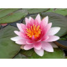 Nymphaea 'Perry's Pink Bicolor', nénuphar rustique couleur rose