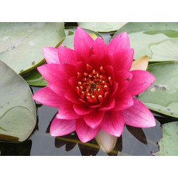 Nymphaea 'Perry's Strawberry Pink', nénuphar rustique couleur rose