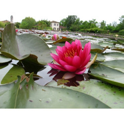 Nymphaea 'Perry's Strawberry Pink', nénuphar rustique couleur rose