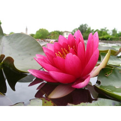 Nymphaea 'Perry's Strawberry Pink', nénuphar rustique couleur rose