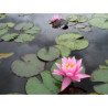 Nymphaea Pink Sensation, nénuphar rustique couleur rose