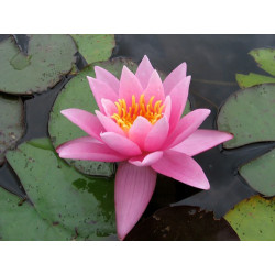 Nymphaea Pink Sensation, nénuphar rustique couleur rose
