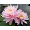 Nymphaea 'Perry's Pink Heaven', nénuphar rustique couleur rose