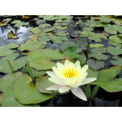 Nymphaea 'Moorei', nénuphar rustique couleur jaune