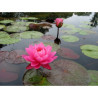 Nymphaea 'Celebration', nénuphar rustique couleur rose