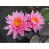 Nymphaea 'Pink Sunrise', nénuphar rustique couleur rose