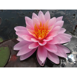 Nymphaea 'Pink Sunrise', nénuphar rustique couleur rose