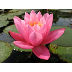 Nymphaea 'Yuh Ling', nénuphar rustique couleur rose