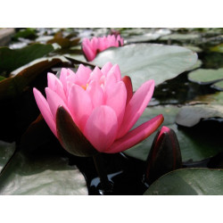 Nymphaea 'Yuh Ling', nénuphar rustique couleur rose