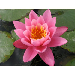 Nymphaea 'Yuh Ling', nénuphar rustique couleur rose