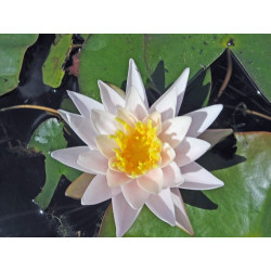 Nymphaea 'Walter Pagels', nénuphar rustique couleur rose