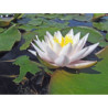 Nymphaea 'Walter Pagels', nénuphar rustique couleur rose