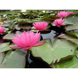 Nymphaea 'Yogi Gi', nénuphar rustique couleur rose