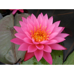 Nymphaea 'Mayla', nénuphar rustique couleur rose