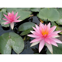 Nymphaea 'Pink Sparkle', nénuphar rustique couleur rose