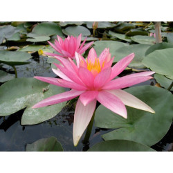 Nymphaea 'Pink Sparkle', nénuphar rustique couleur rose