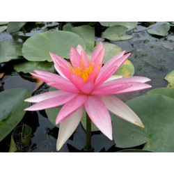 Nymphaea 'Pink Sparkle', nénuphar rustique couleur rose