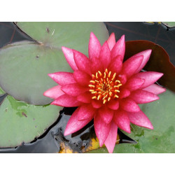 Nymphaea 'Atropurpurea', nénuphar rustique couleur rouge