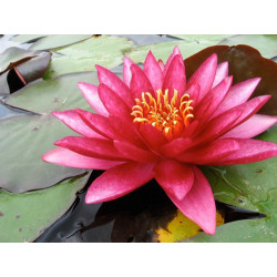 Nymphaea 'Atropurpurea', nénuphar rustique couleur rouge