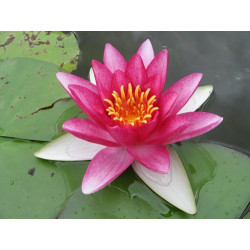 Nymphaea 'Attraction', nénuphar rustique couleur rouge