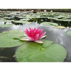 Nymphaea 'Attraction', nénuphar rustique couleur rouge