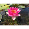 Nymphaea 'Bateau', nénuphar rustique couleur rouge