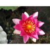 Nymphaea 'Bateau', nénuphar rustique couleur rouge