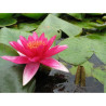 Nymphaea 'Escarboucle', nénuphar rustique couleur rouge