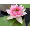 Nymphaea 'Madame Maurice Laydeker', nénuphar rustique couleur rouge