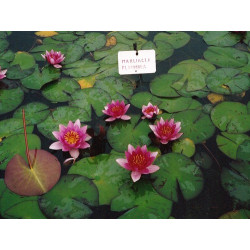 Nymphaea 'Marliacea Flammea', nénuphar rustique couleur rouge