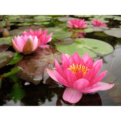 Nymphaea 'Marliacea Flammea', nénuphar rustique couleur rouge