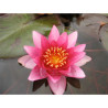 Nymphaea 'Marliacea Flammea', nénuphar rustique couleur rouge