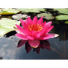 Nymphaea 'Marliacea Ignea', nénuphar rustique couleur rouge