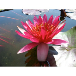 Nymphaea 'Sirius', nénuphar rustique couleur rouge