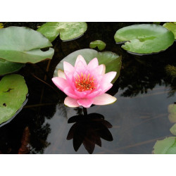 Nymphaea 'Maurice Laydeker', nénuphar rustique couleur rouge