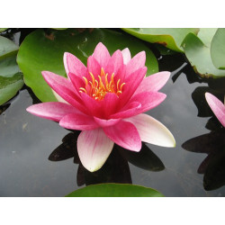 Nymphaea 'Picciola', nénuphar rustique couleur rouge