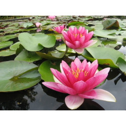 Nymphaea 'Picciola', nénuphar rustique couleur rouge